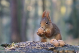 <p>VEVERKA OBECNÁ (Sciurus vulgaris) /Red squirrel - Eichhörnchen/</p>